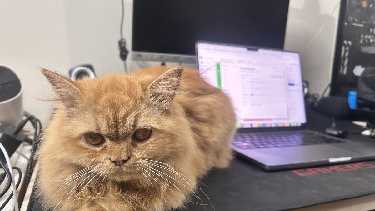 ノートパソコンの前のデスクに寝そべる茶色の猫